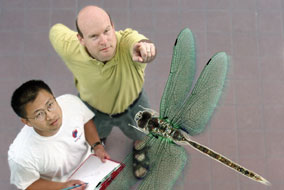 Is it a bird? A plane? Electrical and computer engineering professors Joseph Yan (left) and John Madden are designing a dragonfly-like robot capable of autonomous flight - photo by Martin Dee