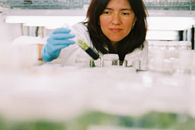 M.Sc. Plant Science student Faride Unda with Exacum samples - photo by Martin Dee