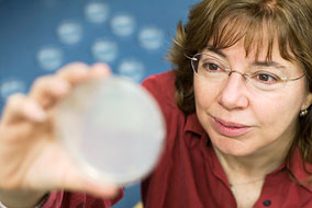 Catherine Rankin admires her favourite research subject -- a one-millimetre worm - photo by Martin Dee