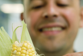 A fresh ear of corn or frankenfood? The struggle to settle this question has been far from democratic, says political scientist Yves Tiberghien - photo by Martin Dee