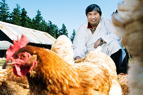 Prof. Kim Cheng works with chickens and quail that hold the key to a safer poultry supply - photo by Martin Dee