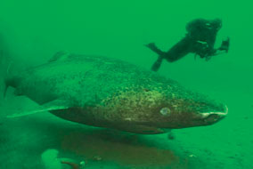 Marine Biologist Chris Harvey-Clark took the first videow of Greenland sharks in shallow water - photo courtesy of Chris Harvey-Clark, copyrighted, may not use without permission