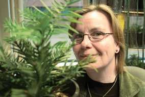 Susan Murch is nurturing 50 small Wollemi pines in her UBC Okanagan office - photo by Bud Mortenson