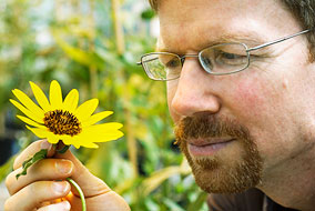 Loren Rieseberg has been fascinated by sunflowers for more than two decades - photo by Martin Dee