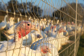 This Thanksgiving, UBC food experts explore the pros and cons of organic and conventionally farmed turkeys - photo by Tristan Poyser
