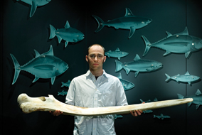Zoology PhD candidate Jeremy Goldbogen with a minke whale jaw bone from the UBC Cowan Vertebrate Museum - photo by Martin Dee