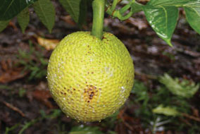 Bread is made from flour, but Susan Murch hopes to turn breadfruit into flour - photo courtesy of Susan Murch
