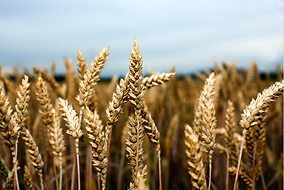 Graduate students enrolled in the new Master of Food and Resource Economics (MFRE) at the faculty of Land and Food Systems will discuss world grain prices and other related issues - photo from ©iStock/melhi